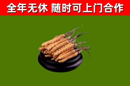阳山县烟酒回收冬虫夏草.jpg